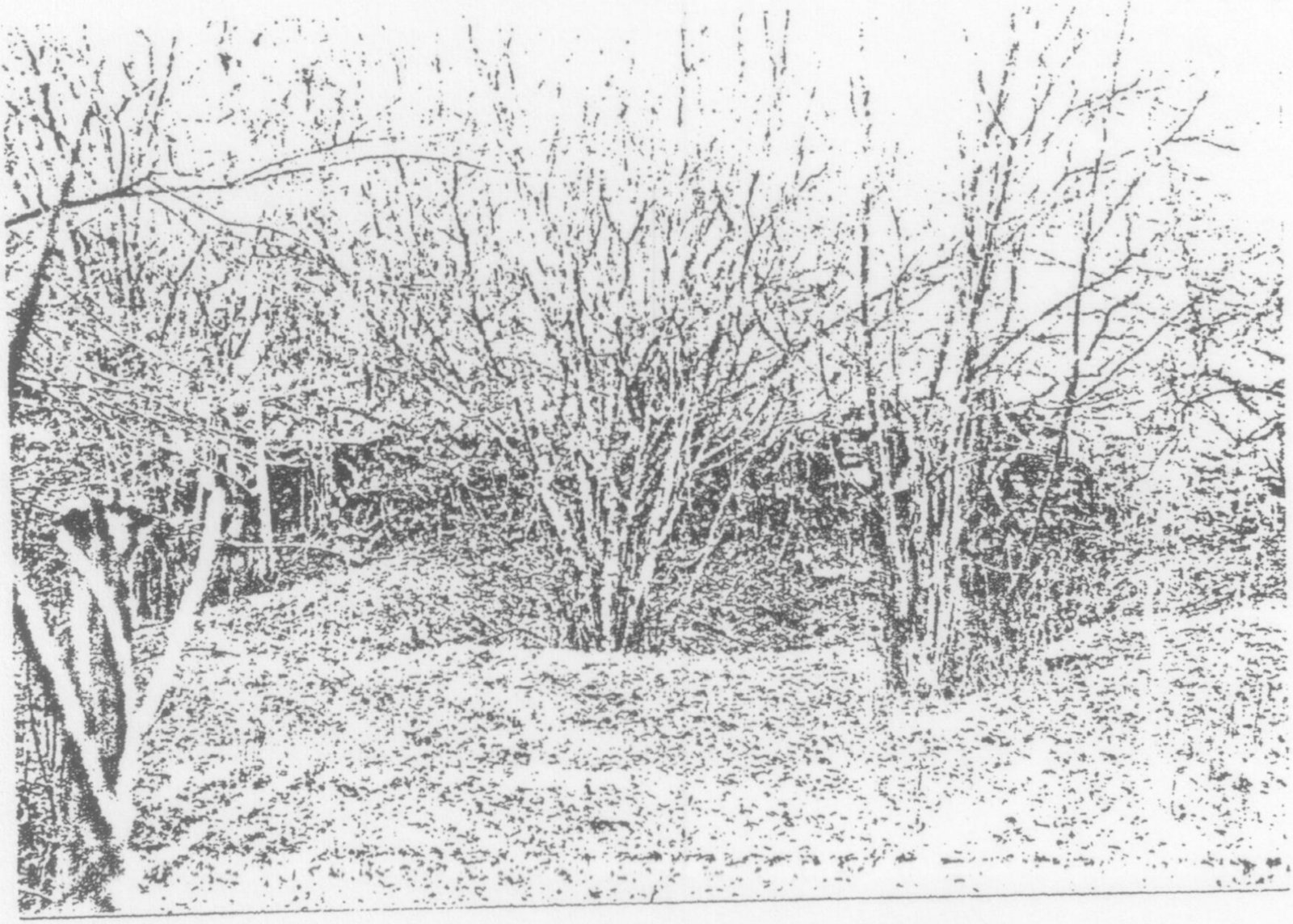Parc arboré en hiver : arbustes et arbres dépouillés sur une pelouse